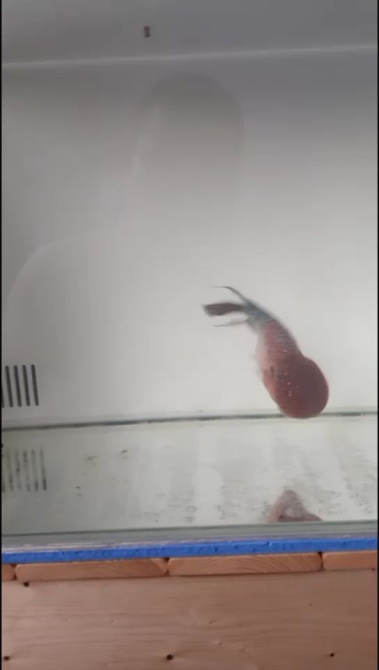 小魚缸造景效果圖圓的還是方的：小型圓魚缸造景（小型圓魚缸造景）