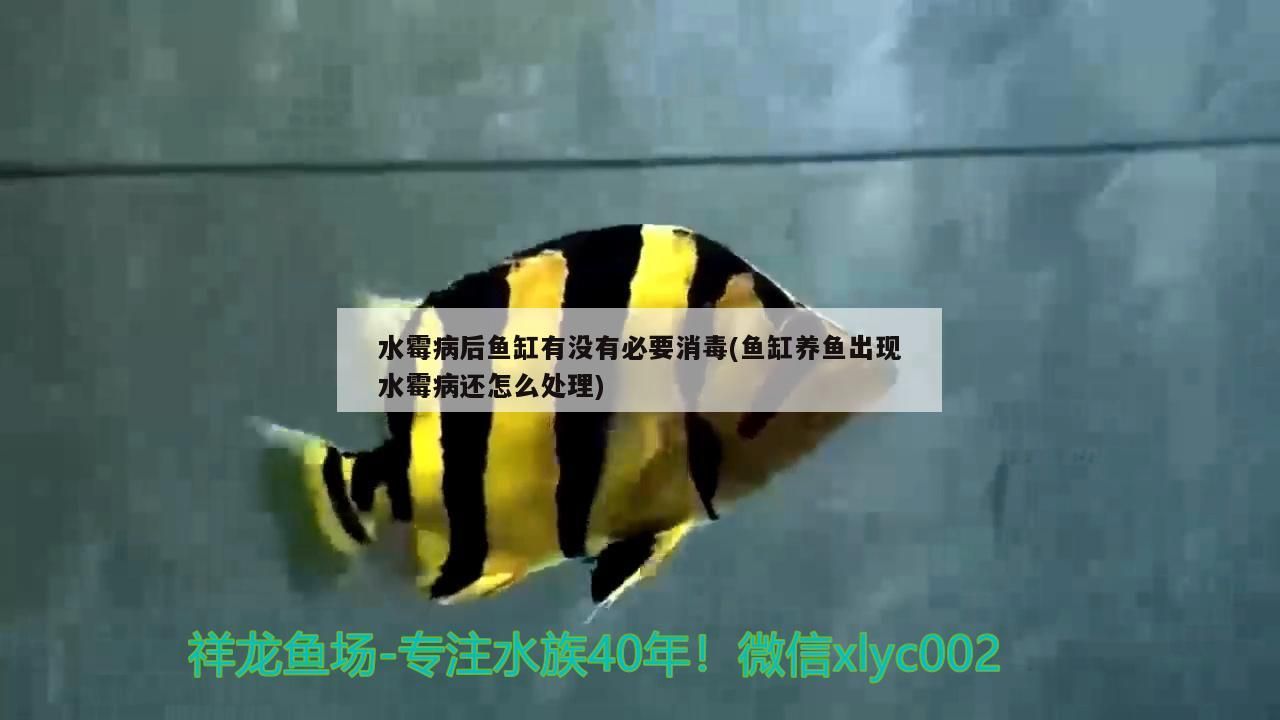 水霉病后魚缸有沒有必要消毒(魚缸養魚出現水霉病還怎么處理)（水霉病后魚缸有沒有必要消毒）