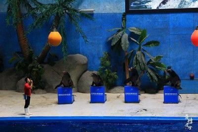 金龍魚要用什么燈光養（如何為金龍魚選擇和使用燈光）