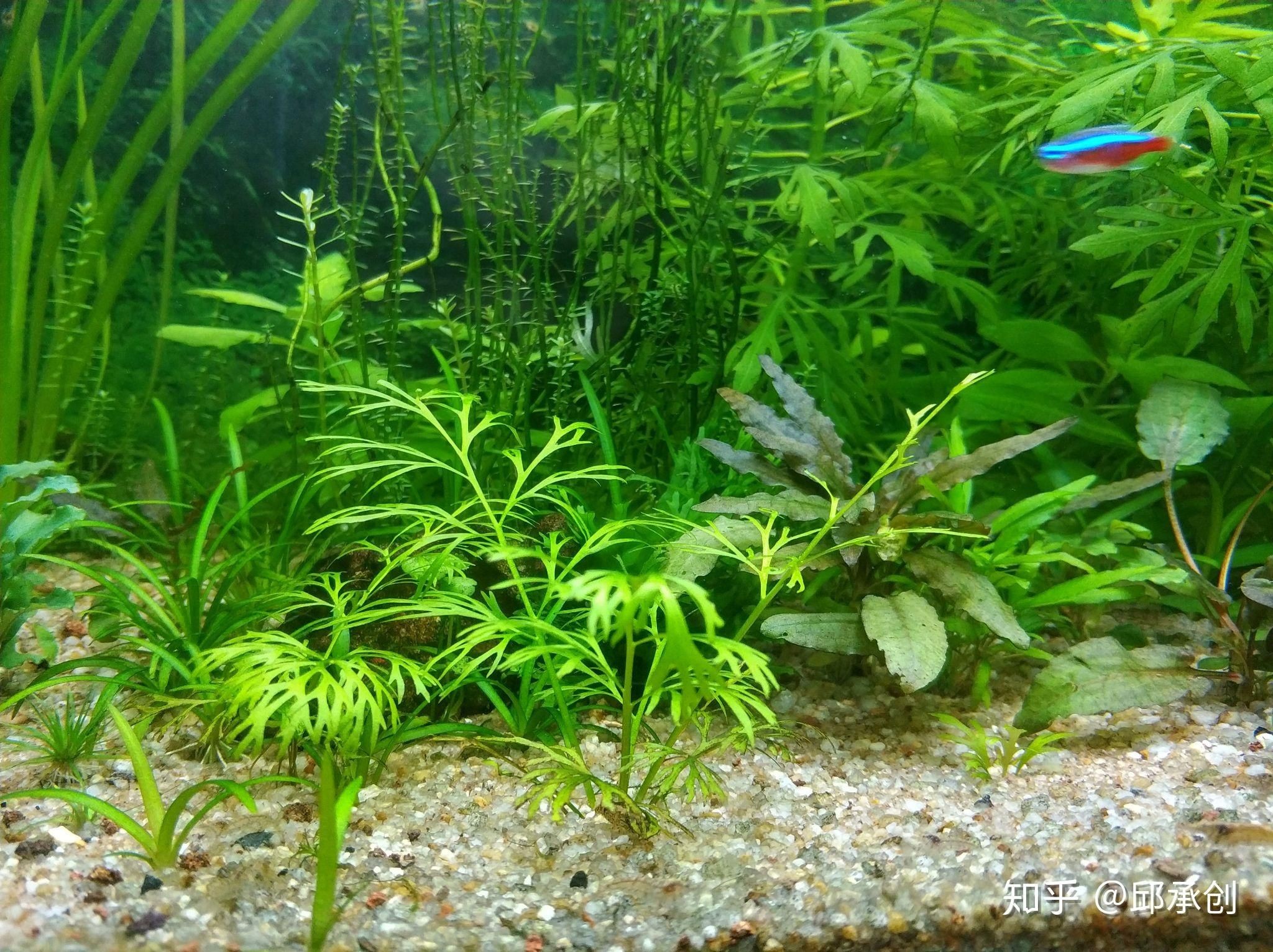 龍魚得病的表現有哪些呢（龍魚得病的表現有哪些呢圖片）（](龍魚得病的表現有哪些）