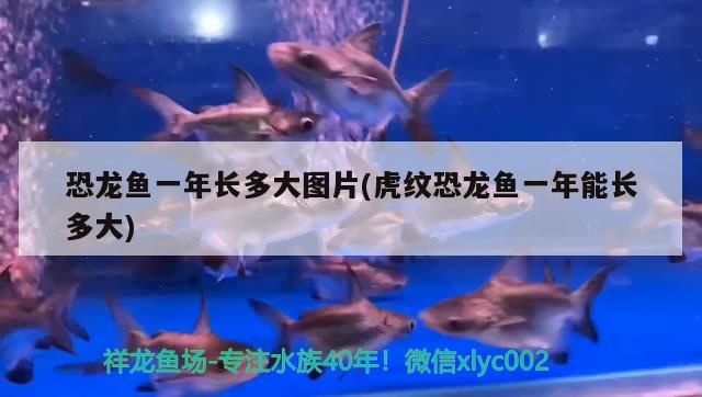 恐龍魚一年長多大圖片(虎紋恐龍魚一年能長多大)（恐龍魚一年長多大圖片）