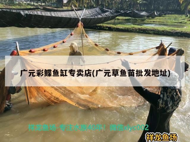 廣元彩鰈魚缸專賣店(廣元草魚苗批發地址)（廣元彩鰈魚缸專賣店）