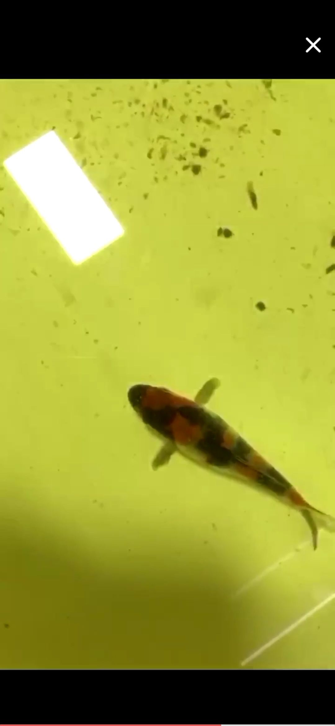 極品昭和變化(極品昭和變化,鯉白哥們兒喜歡買玩具來對(duì)比買魚) 觀賞魚百科 第1張 極品昭和變化(極品昭和變化,鯉白哥們兒喜歡買玩具來對(duì)比買魚) 極品昭和變化(極品昭和變化,鯉白哥們兒喜歡買玩具來對(duì)比買魚) 觀賞魚百科 第1張