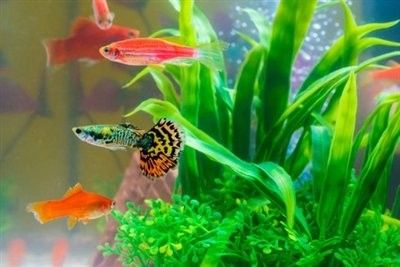 如何判斷六角龍魚是否中暑 如何判斷六角龍魚是否中暑 龍魚百科 第2張