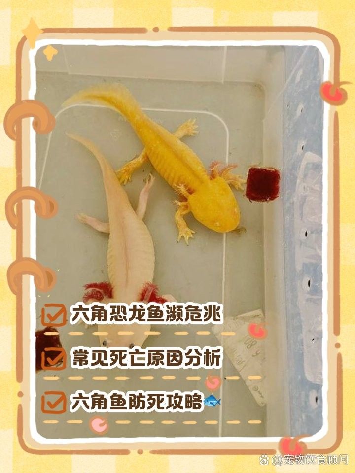 如何判斷六角龍魚是否中暑 如何判斷六角龍魚是否中暑 龍魚百科 第3張