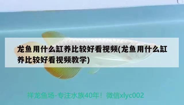 龍魚用什么缸養比較好看視頻(龍魚用什么缸養比較好看視頻教學)