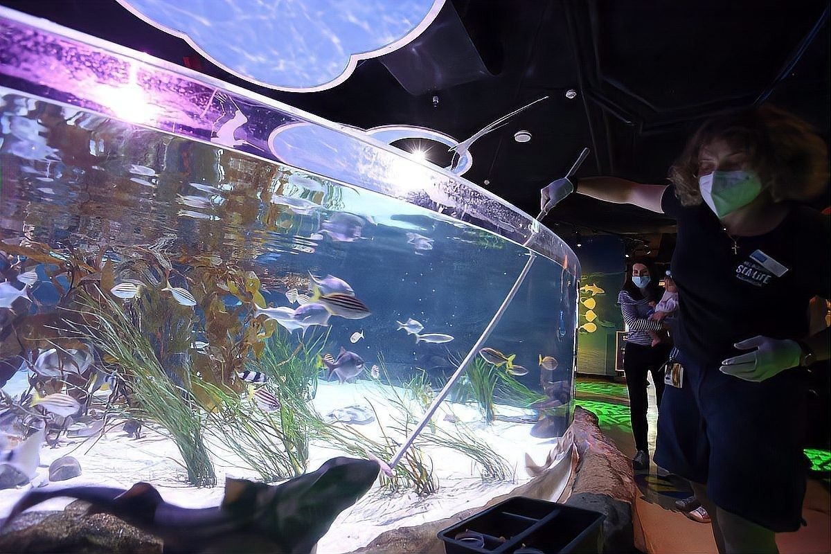 有哪些混養案例（x師人三資訊混養觀賞魚最佳搭配樂圖工坊斗魚混養指南）