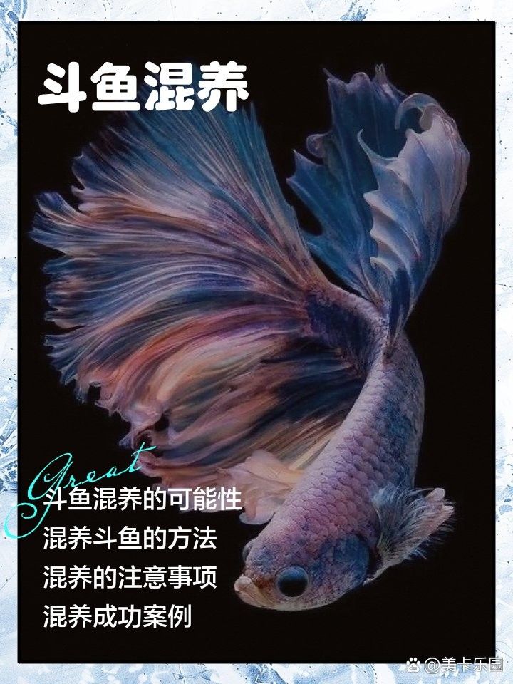 有哪些混養案例（x師人三資訊混養觀賞魚最佳搭配樂圖工坊斗魚混養指南）