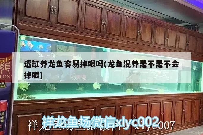 透缸養龍魚容易掉眼嗎(龍魚混養是不是不會掉眼)（透缸養龍魚容易掉眼嗎）