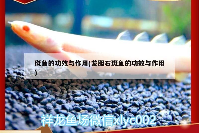 斑魚的功效與作用(龍膽石斑魚的功效與作用)（斑魚的功效與作用）