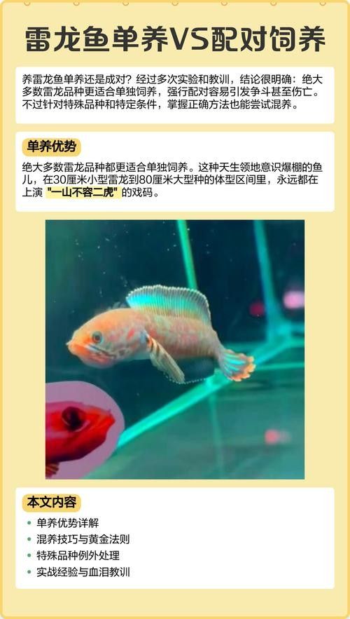 雷龍魚混養的最佳搭配是什么（龍魚混養的最佳搭配）