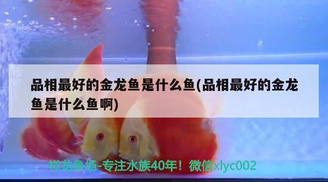品相最好的金龍魚是什么魚(品相最好的金龍魚是什么魚啊)（品相最好的金龍魚是什么魚，）