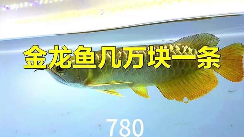 金龍魚(yú)和雷龍魚(yú)哪個(gè)更好養(yǎng)