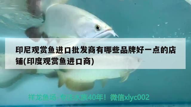 印尼觀賞魚進口批發商有哪些品牌好一點的店鋪(印度觀賞魚進口商)（印尼觀賞魚進口批發商有哪些品牌好一點的店鋪）