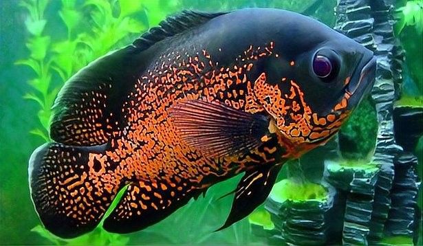 如何保存自制紅龍魚飼料（如何保存紅龍魚飼料？）