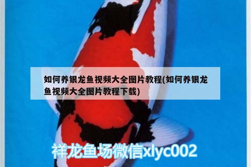 鳳尾珠花怎么養才能開花(鳳尾竹花的養殖方法和注意事項)（鳳尾珠花怎么養才能開花）