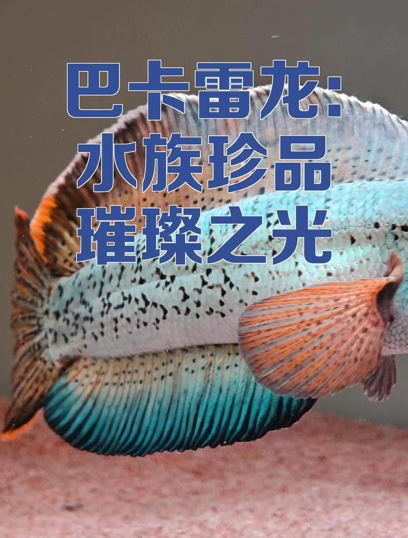 巴卡雷龍魚能長多大（巴卡雷龍魚體型和成長速度因個體而異） 巴卡雷龍魚能長多大（巴卡雷龍魚體型和成長速度因個體而異） 龍魚百科 第3張