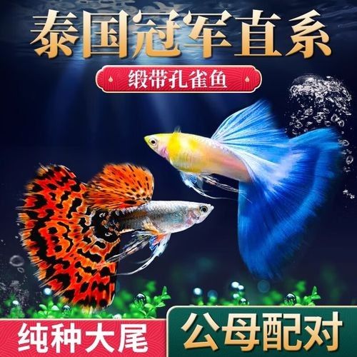 藍(lán)龍魚的價格是多少（藍(lán)龍魚價格因品種、規(guī)格和銷售平臺差異較大綜合市場信息分類說明）