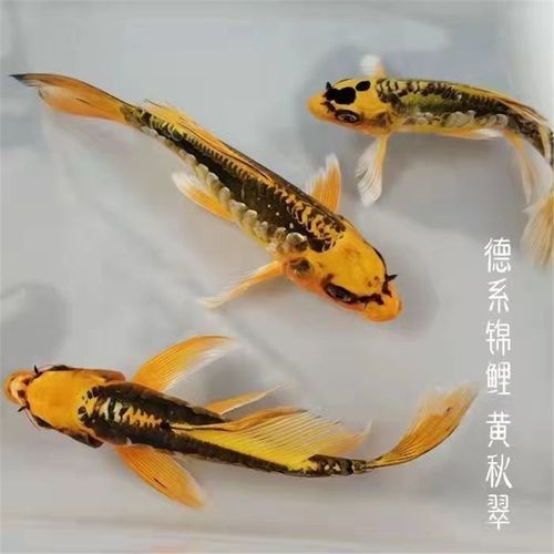 藍(lán)龍魚的價格是多少（藍(lán)龍魚價格因品種、規(guī)格和銷售平臺差異較大綜合市場信息分類說明）