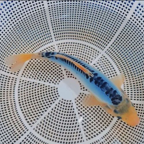 藍(lán)龍魚(yú)的價(jià)格是多少（藍(lán)龍魚(yú)價(jià)格因品種、規(guī)格和銷(xiāo)售平臺(tái)差異較大綜合市場(chǎng)信息分類(lèi)說(shuō)明）