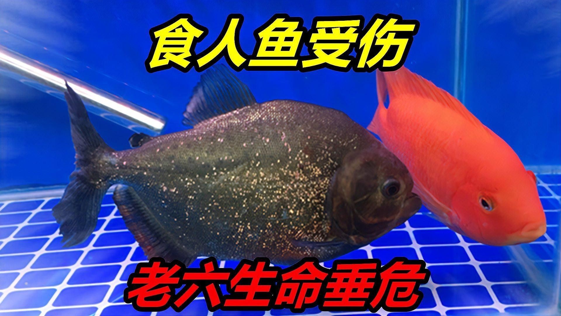金龍魚咬鸚鵡魚會咬死嗎（龍魚和鸚鵡魚之間存在天敵關系）