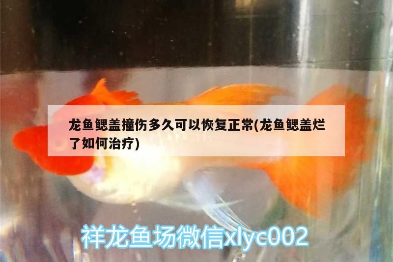 龍魚鰓蓋撞傷多久可以恢復正常(龍魚鰓蓋爛了如何治療)（祥龍魚鰓蓋撞傷多久可以恢復正常）