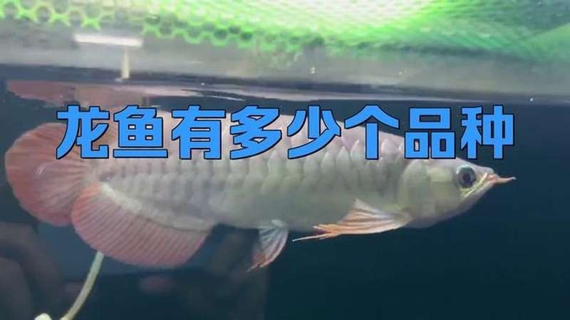 十種龍魚視頻推薦（10種龍魚視頻推薦）
