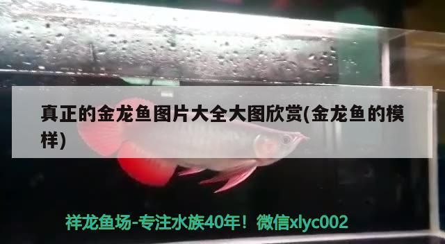 真正的金龍魚圖片大全大圖欣賞(金龍魚的模樣)