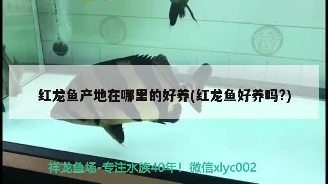 紅龍魚產地在哪里的好養(紅龍魚好養嗎?) 紅龍魚產地在哪里的好養(紅龍魚好養嗎?) 觀賞魚百科