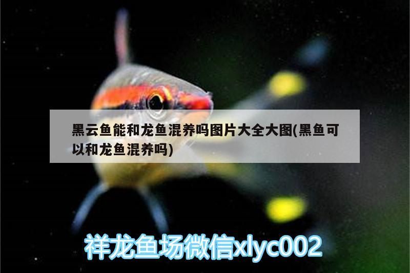 黑云魚能和龍魚混養嗎圖片大全大圖(黑魚可以和龍魚混養嗎)