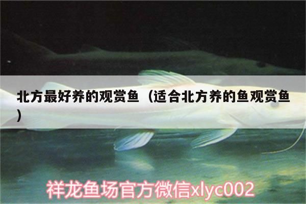 北方最好養(yǎng)的觀賞魚（適合北方養(yǎng)的魚觀賞魚）（北方養(yǎng)什么品種的觀賞魚好）