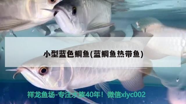 小型藍(lán)色鯛魚(藍(lán)鯛魚熱帶魚)（小型藍(lán)色鯛魚）