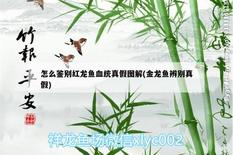 怎么鑒別紅龍魚血統(tǒng)真假圖解(金龍魚辨別真假)（伊薩庫紅龍魚血統(tǒng)真假圖解怎么鑒別紅龍魚血統(tǒng)真假圖解） 怎么鑒別紅龍魚血統(tǒng)真假圖解(金龍魚辨別真假)（伊薩庫紅龍魚血統(tǒng)真假圖解怎么鑒別紅龍魚血統(tǒng)真假圖解） 觀賞魚百科