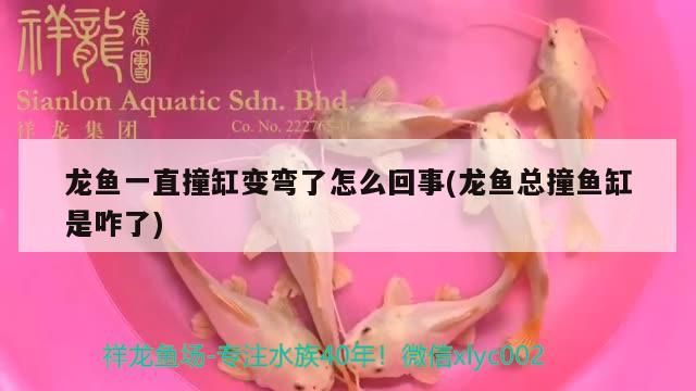 龍魚一直撞缸變彎了怎么回事(龍魚總撞魚缸是咋了)（龍魚一直撞缸變彎了怎么回事）