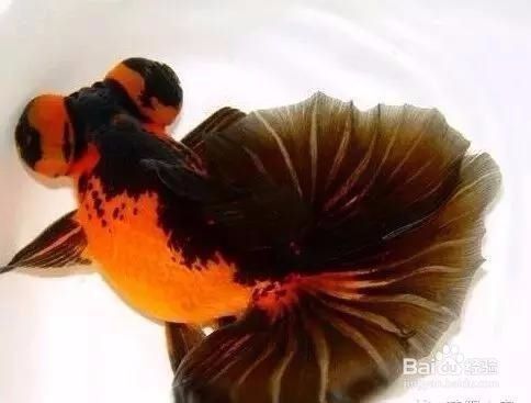 魚缸過濾器選購指南:自制魚缸過濾器魚缸上置過濾器對于養魚愛好者的必備知識 普洱茶養龍魚好嗎知乎(關于普洱茶養龍魚的問題) 觀賞魚百科 普洱茶養龍魚好嗎知乎(關于普洱茶養龍魚的問題) 普洱茶養龍魚好嗎知乎(關于普洱茶養龍魚的問題) 觀賞魚百科