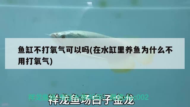 詳細(xì)閱讀:魚缸不打氧氣可以嗎(在水缸里養(yǎng)魚為什么不用打氧氣)(在水缸里養(yǎng)魚為什么不打氧氣可以嗎) 魚缸不打氧氣可以嗎(在水缸里養(yǎng)魚為什么不用打氧氣)(在水缸里養(yǎng)魚為什么不打氧氣可以嗎)