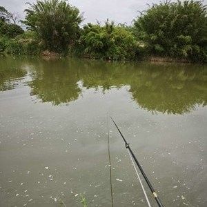 揭陽榕江有什么魚