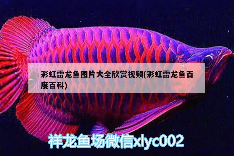 彩虹雷龍魚圖片大全欣賞視頻(彩虹雷龍魚百度百科)（彩虹雷龍魚圖片大全欣賞）