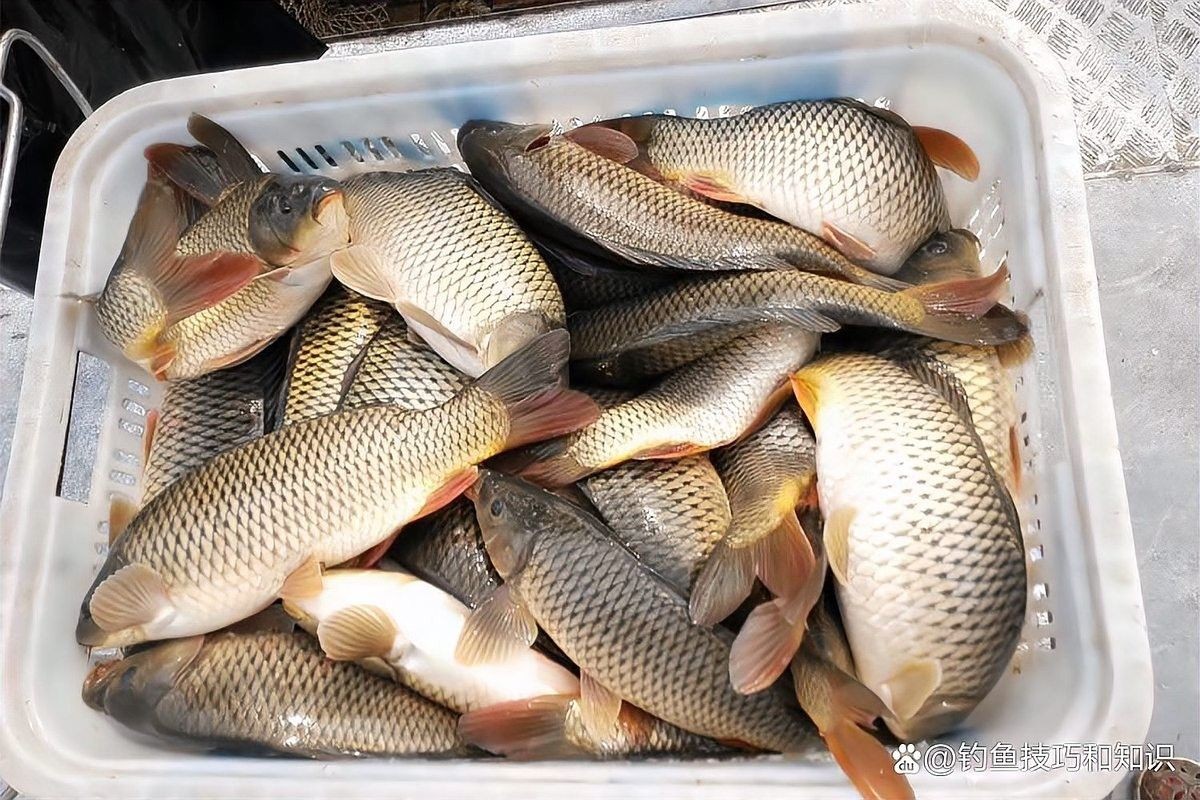 七紋巨鯉魚最怕三個東西（七紋巨鯉魚最怕三個東西，）