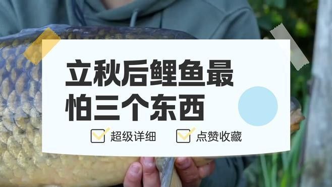 七紋巨鯉魚最怕三個東西（七紋巨鯉魚最怕三個東西，）