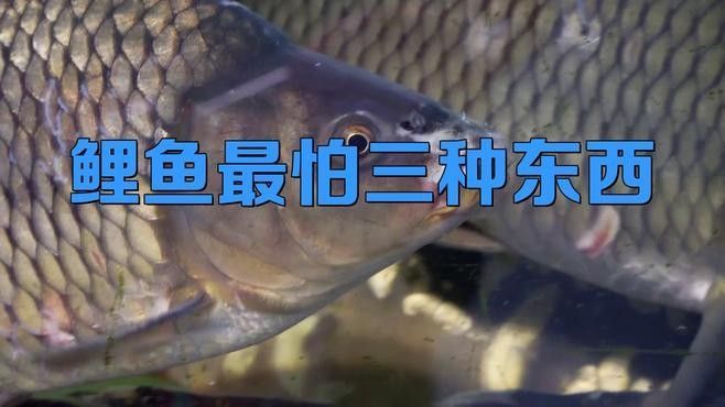 七紋巨鯉魚最怕三個東西（七紋巨鯉魚最怕三個東西，）