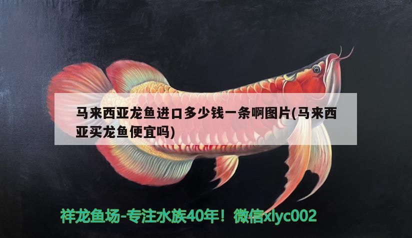 馬來(lái)西亞龍魚進(jìn)口多少錢一條啊圖片(馬來(lái)西亞買龍魚便宜嗎)（關(guān)于龍魚的知識(shí)）
