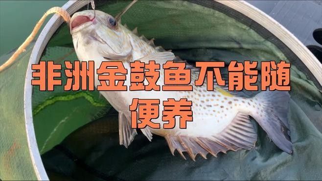 非洲金鼓魚(yú)疾病 非洲金鼓魚(yú)疾病 觀賞魚(yú)百科 第2張