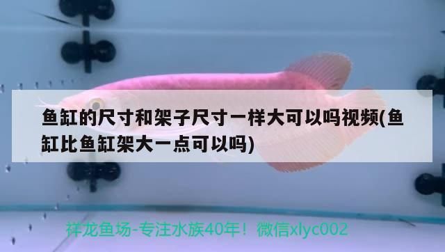 魚缸的尺寸和架子尺寸一樣大可以嗎視頻(魚缸比魚缸架大一點(diǎn)可以嗎)（魚缸的尺寸和架子尺寸一樣大可以嗎）