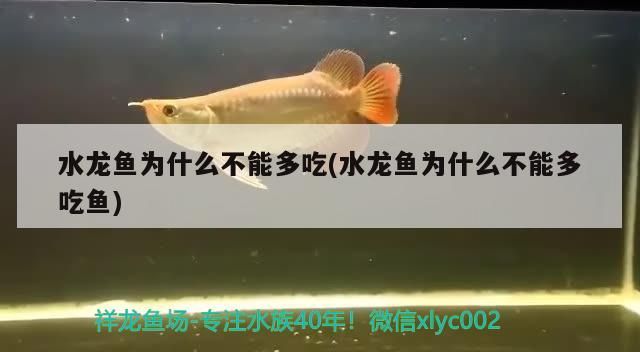 紅龍魚用黃燈烤有用嗎 水龍魚為什么不能多吃(水龍魚為什么不能多吃魚)(水龍魚為什么不能多吃) 觀賞魚百科 水龍魚為什么不能多吃(水龍魚為什么不能多吃魚)(水龍魚為什么不能多吃) 水龍魚為什么不能多吃(水龍魚為什么不能多吃魚)(水龍魚為什么不能多吃) 觀賞魚百科
