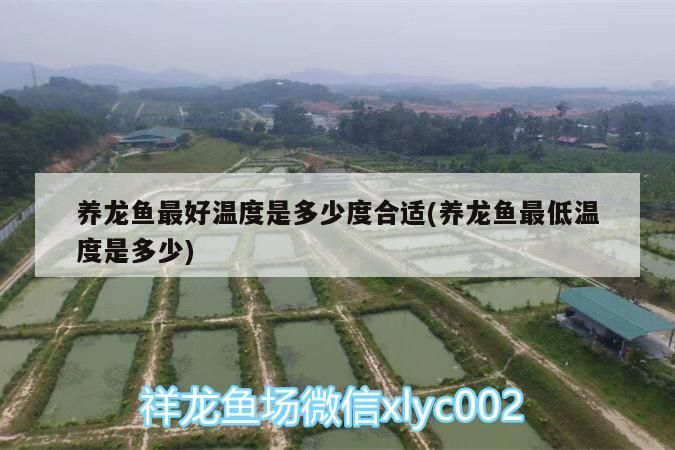 養龍魚最好溫度是多少度合適(養龍魚最低溫度是多少)
