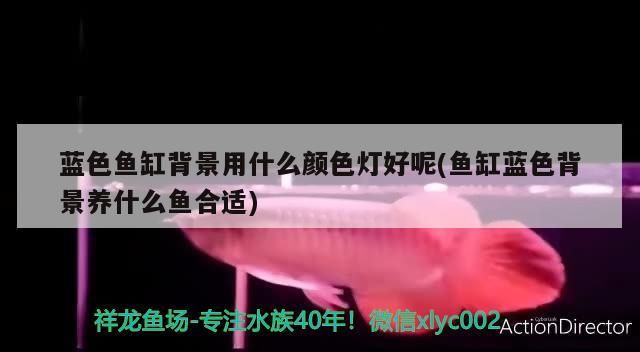 藍色魚缸背景用什么顏色燈好呢(魚缸藍色背景養什么魚合適) 藍色魚缸背景用什么顏色燈好呢(魚缸藍色背景養什么魚合適) 觀賞魚百科