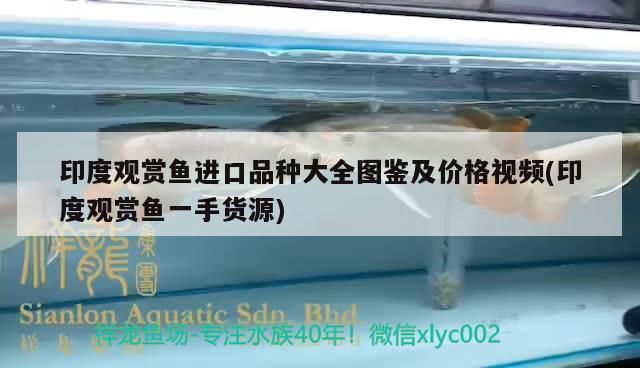 印度觀(guān)賞魚(yú)進(jìn)口品種大全圖鑒及價(jià)格視頻(印度觀(guān)賞魚(yú)一手貨源)