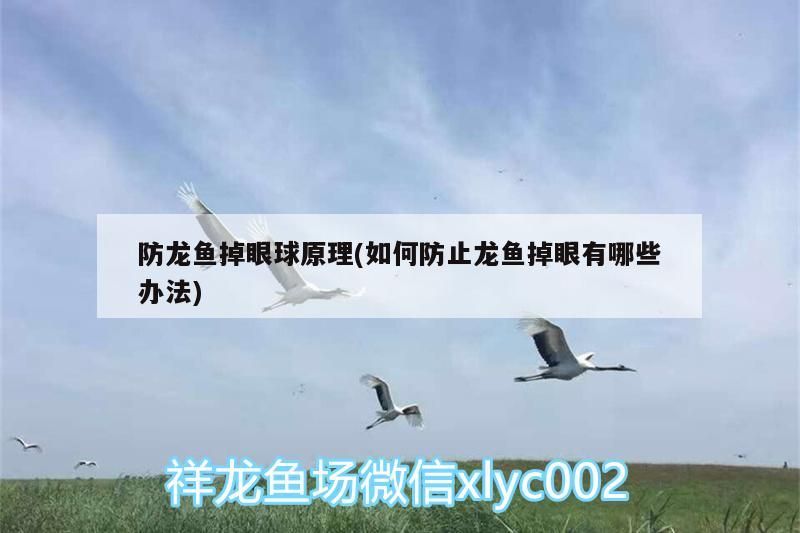 防龍魚掉眼球原理(如何防止龍魚掉眼有哪些辦法)（如何防止龍魚掉眼）