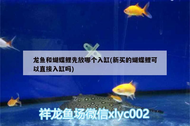 龍魚和蝴蝶鯉先放哪個入缸(新買的蝴蝶鯉可以直接入缸嗎)（龍魚和蝴蝶鯉先放哪個入缸）